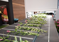 This picture is made in the Havatec booth