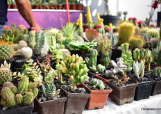 Succulents grown by Yinztli.