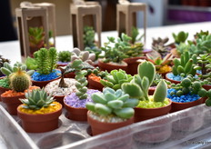 More succulents, these were grown by Vivero de Cactus Neutla.