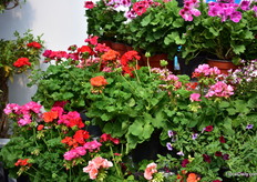 The pelargoniums of Arciplant.