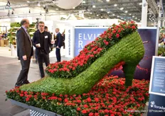 The large shoe of Elvira Rose filled with the new red pot rose variety of Q-iRose; Tanja.