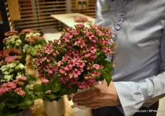 One of their new colors in the Kalanchoe series. According to Louise, it looks like a colour of a hydrangea.