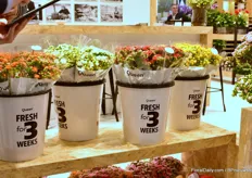 It still remains a challenge to show consumers that these flowers are flowering for such a long period. For this reason, Queen decided to present their kalanchoes in a bucket saying that the product flowers for 3 weeks.