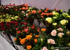 Also at the IPM Essen show, Roses Forever presente some new codes. After evaluating the reactions and trial results, breeder Rosa Eskelund will decide with what varieties she will continue.
