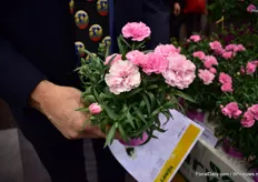 This is a new dianthus varieteit of Volmary. It is one plant with three colors.