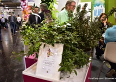 Bailey Nurseries International also won a prize in the Novelty competition.In the Tub Plants Category, the expert commission decided on the Vitex trifolia 'Purpurea' x Vitex agnus-astus First Editions 'Flip Side' from Bailey Nurseries as the "IPM Innovation 2019". ""This monk's pepper is a particularly grateful shrub, popular with pollinators as it flowers well into autumn. Flip Side' is easy to cultivate, has good branches and is easy to cut. It is a powerful tub plant but also a great bee pasture in a near-natural garden.