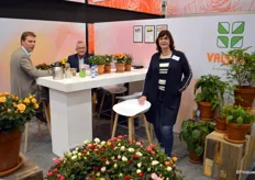 Jolanda Nieuwenhuijze of plant nursery Valstar. In winter, the assortment only comprises pot roses, but from this week it will include hydrangeas again. The potted mums will follow soon after.