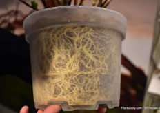 The transparent pot that Pellens Hortensien used to show the roots of their hydrangeas. According to Anders, the roots are developing much better when they used wood on top of the container. Besides it also saved water. "2018 was a much hotter summer compared to 2017, but we used the same amount of water", he says.
