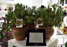 The Grevillea Ignite of Flora Toscana won the first price in “2019 Myplant and Garden novelties and innovations of the horticultural sector” prize in the category best ornamental plants. The variety was honered by the jury for its colors, the innovation of its shape and for the importance for landscape gardening, in particular for xeroscaping. Grevillea Ignite (G.alpina x rosmarinifolia), is a tough and hardy plant native to New Zealand, suitable both for growing in containers and as a border plant, for which Flora Toscana holds exclusivity rights for Europe.