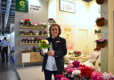 Schoneveld's Area Manager South of Europe Gianfranco de Leo presenting the Primula polyanthus Perola, a new primula with a stem, currently available in 7 colors. According to de Leo, it is a very uniform growing plant, has a shelf life of 2-3 months and is more resistant. At the IPM Essen 2019, they officially launched it. Another new product they were presenting is the Cyclamen Djix (currently in 2 colors), which has round shape flowers with a lot of buds and a ling shelf life.