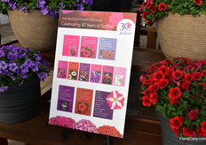 Celebrating 30 years of Surfinia.