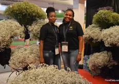 Serah Ndirangu and Ruth Mwangi of Galaxy Flowers. This company was established in September 2017 and they grow gypsophila and limonium on a 6ha farm.