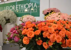 The spray roses of Bella Flor-Ethiopia.