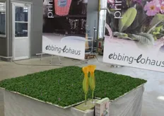 Ebbing-lohaus was presenting their varieties at the Westhoff location in Germany.