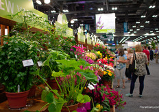 Varieties at the New Varieties display.