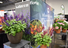 A new series Salvia series of HilverdaFlorist is Salgoon. It has been showcased a couple of times at the CAST, but it still had a code at that time.