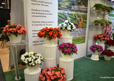 The New Guinea Impatiens PARADISE Rococo series of Kientzler. The ruffled flowers look double to consumers. "This line is now available from Kientzler North America direct with great colors and improved varieties in terms of earliness and uniformity within the series." 