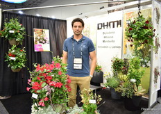 Arnaud Lannes of DHM Innovations presenting the new Mandevilla Diamantina Tourmaline Fuchsia. They see the demand for their Dipladenias increasing year after year.