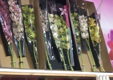Orchids from Dutch grower Van Tilburg. 