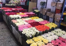 Roses ranging from 40-70 cm. 