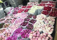 Peonies out of the Netherlands. 