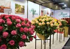 Besides Freedom and other varieties that are in their assortment for quite some time, they also present a new line of roses ,namely the Country line with garden type varieties. The line currently exists of 3 varieties, Blues, Home and Sun.