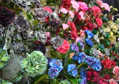 In the carnations, Selecta one is playing with tinting the varieties.