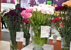 Two new varieties of SB Talee. Petite Fleur is a new carnation varitey and Success Hanoi is one of their new ranunculus varieties – a crop they started breeding recently. On top of that, they also recently started breeding alstroemeria.