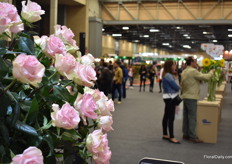 Rose variety Blessing.