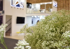 Gypso Petite of Selecta one.