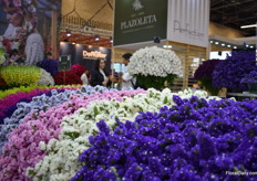 Statice of Plazoleta.