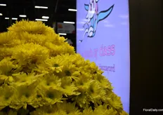 Chrysanthemums at The Elite Flowers booth.