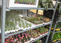 The company's cactus plants are popular with customers