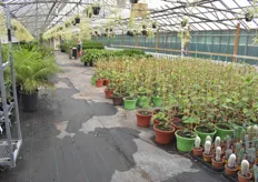 A look at some of the plants on offer