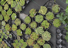 No garden centers can do without succulents these days.