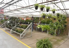 Another look at the variety of plants on offer at the shop floor