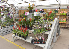 Tropical flowers being advertised included plumerias and bromeliads.