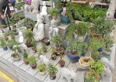 Bonsai bonanza in this Asian-themed display