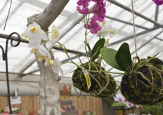 Orchids hanging from a tree, ripe for the picking
