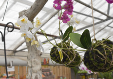 Orchids hanging from a tree, ripe for the picking
