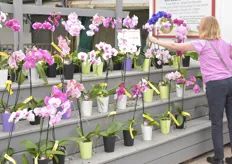 Phalaenopsis plants are still a crowd pleaser - pink seems to be in fashion.
