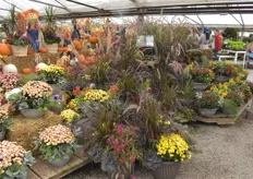 Autumn display featuring potted mums and celosias