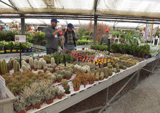 Cacti of all shapes and sizes