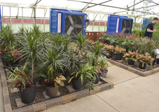 Of course there are plenty of indoor plants on offer as well.