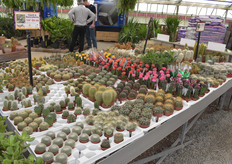 Cacti and succulents - 2.49 Canadian dollars for a 1.5" plant