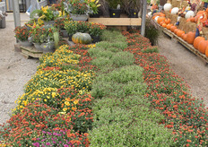 Traditional autumn colors are still appreciated by customers