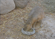 At Colasanti's, it's not all about plants - there are animals as well.