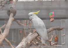 Polly want a cracker?