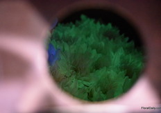 The glow in the dark chrysanthemums of Gems Group.