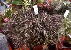 According to Mellano, foliage is strong right now and Agonis is one of their popular varieties.